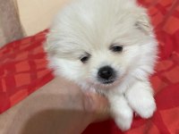 2 Dişi Pomeranian Spitz - Show Line Gülen Yüz Hatlı