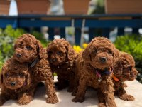 Orijinal Toy Poodle Yavrular Kocaeli
