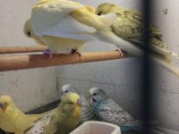 Yeni yeme düşen muhabbet kuşu yavrular