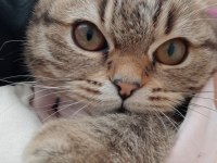 5 aylık scottish fold
