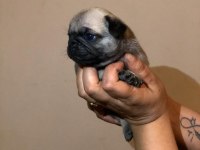 Pug mops yavrularım sağlık ve ırk garantili