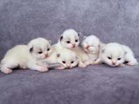 RAGDOLL YAVRU KEDİLERİMİZ