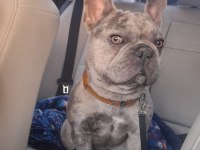 Blue merle 2 yaşında erkek french bulldog