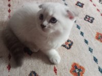 Scottish fold ömürlük yuvasını arıyor