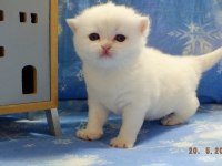 Full şecereli golden dişi british shorthair