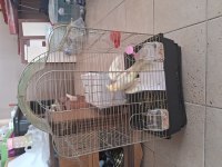 Erkek sultan papağanı 4 aylık