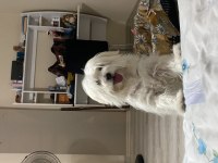 5 AYLIK 0 NUMARA MALTESE TERRİER