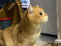 Ücretsiz Sahiplendirme British Shorthair