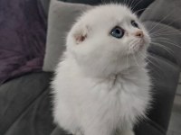 Bitish shorthair kedimiz yeni yuvasını arıyor