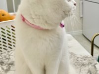 Scottish fold kedimizi zorunluluktan sahiplendiriyoruz