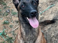 BELÇİKA MALİNOİS 3 DİŞİ