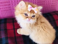 Dişi british longhair NY11 verilecektir
