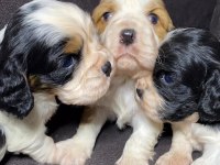 Sahibinden sağlıklı cavalier king charles yavruları