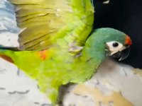 Muhteşem ton ve güzellikte cüce macaw papağanı