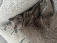 ÜCRETSİZ SAHİPLENDİRME KEDİMİZ