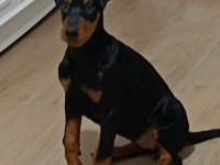 2.5 aylık dişi safkan doberman yavrusu