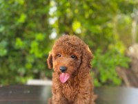 Dişi Poodle 4,5 kiloyu geçmez bu rakama bulamazsınız