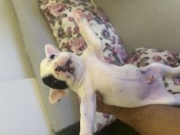 Safkan french bulldog yavrular