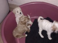 UYGUN FİYAT KÖPEĞİMİZ