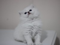 British longhair safkan