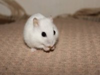 YAVRU BEYAZ & ANNE BEYAZ HAMSTER İSTANBUL İÇİ