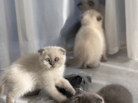Minik Scottish Fold Yavrularımıza Yuva Arıyoruz