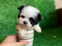 Ufak boy morkie erkek yavrumuz