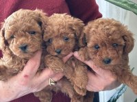 Efsane toy poodle yavrularımız