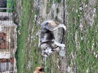 Şeytan maske köpeğimiz