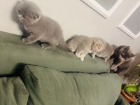 Scottish fold kediler tuvalet eğitimleri var
