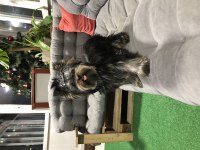 Şecereli ebeveynlerin harika yorkshire terrier kızı