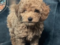 Orijinal toy poodle aşıları tam ev doğumlu