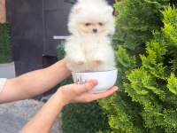Orjinal Teacüp Pomeranian