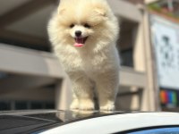 Erkek ve dişi pomeranian boo