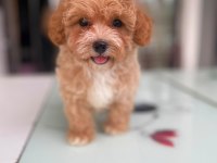 Tatlı Yüzlü Maltipoo Bebeklerim
