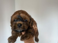 Maltipoo yavru