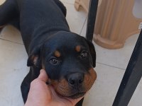 Son Dişi Rottweiler Yavrumuz