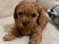 Tarifsiz sevgi toy poodle yavrularım