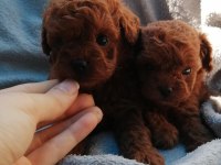 Teddy Face Poodle