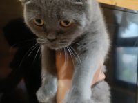 scottish fold kedimiz