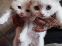 SAFKAN BEYAZ SCOTTİSH FOLD BEBİŞLERİMİZ