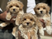 Ankaranın en güzel kore maltipoo yavruları