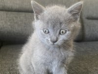 Antalya British Shorthair 2 Aylık