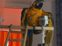Belgeli kayıtlı A kalite macaw