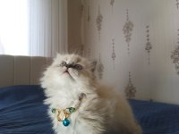 Pofuduk pati british longhair