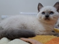 British shorthair ve scottish blue point yavrular