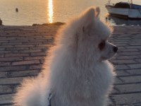 Eğitmenden beyaz pomeranian