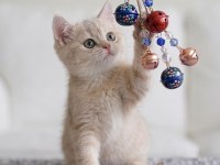 Lila golden british shorthair