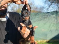 ŞAMPİYON ANNE BABADAN DOBERMAN BEBEKLER
