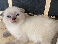 Blue point Yavru scottish fold
